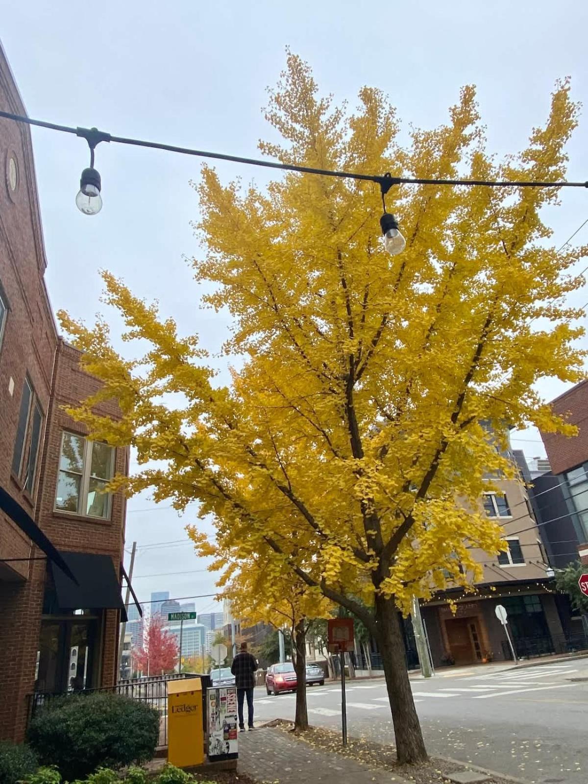 7 Min Drive To Broadway- Walkable Neighborhood Holiday home Nashville