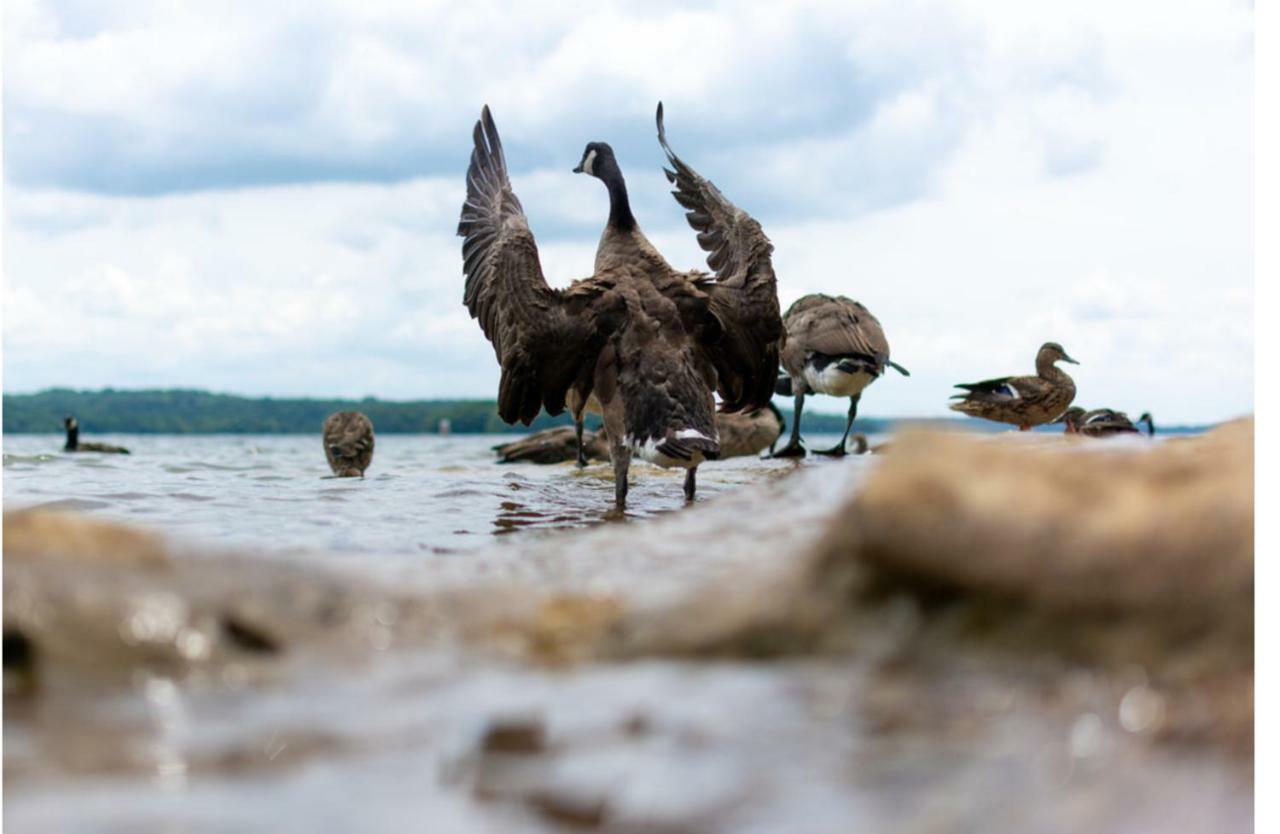 The Percy Priest
