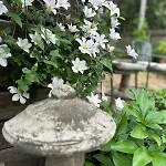 Holiday home Stylish Renovated Craftsman With Pool And Garden Escape Nashville