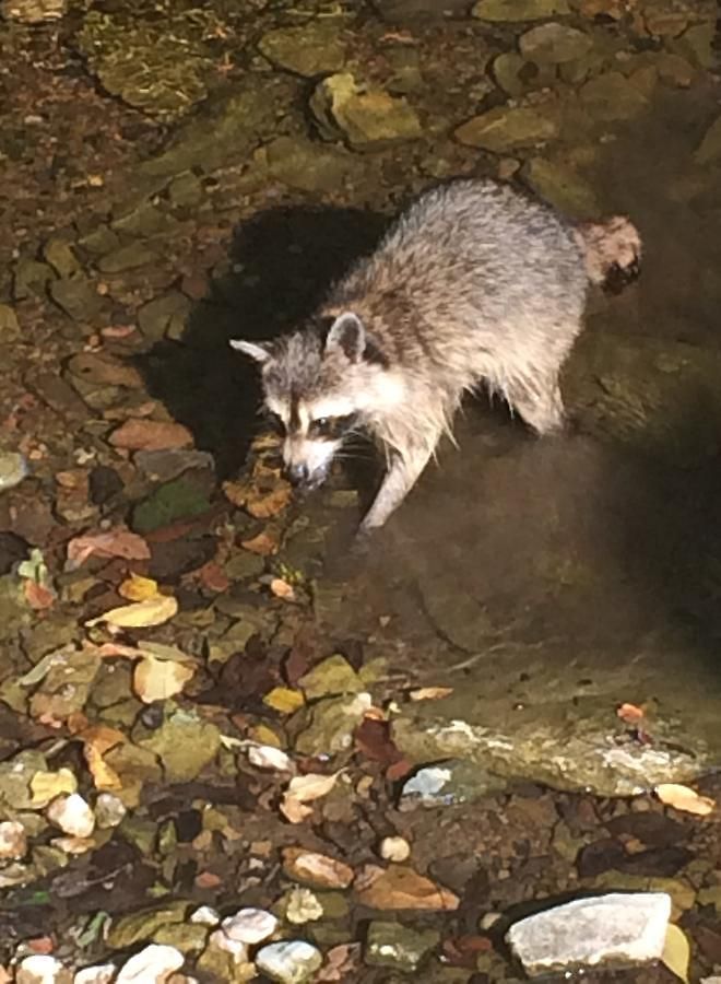 Brenda Lee History 4br Retreat Pool Hot Tub Villa