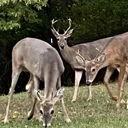 Holiday home Huge Family Wildlife Retreat Close To The Lake Nashville