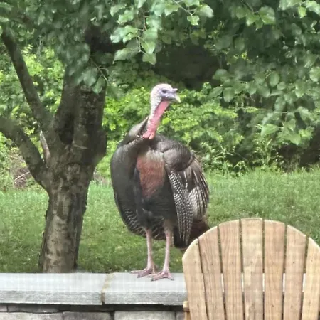 Huge Family Wildlife Retreat Close To The * Nashville