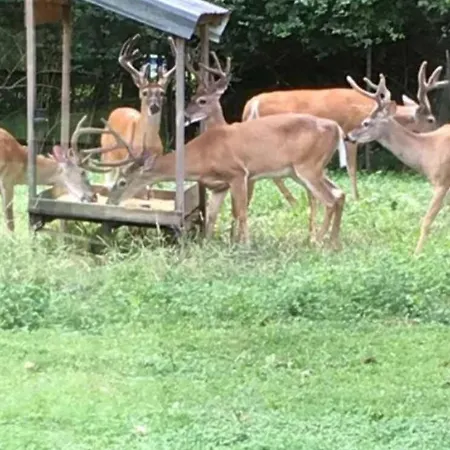 Huge Family Wildlife Retreat Close To The Holiday home Nashville