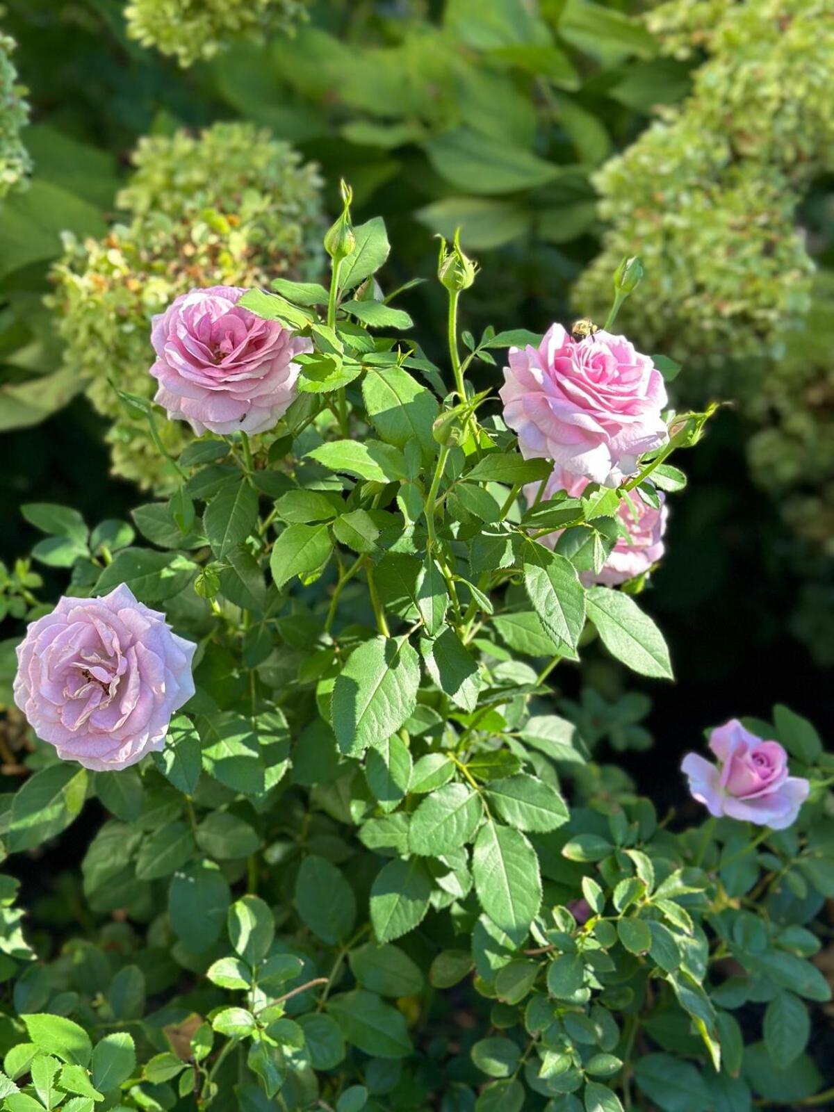 Holiday home Stylish Renovated Craftsman With Pool And Garden Escape Nashville