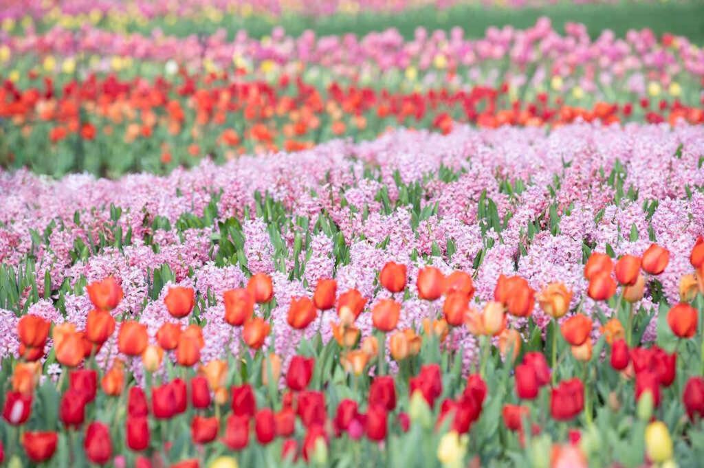 Hillsboro Village Retreat Garage Rooftop Deck Sleeps 12 Sophisticated Open Living & Gourmet Kitchen Smart Tvs Pet-friendly W Private Garage Walk To Vanderbilt Minutes To 12 South & Broadway 24 7 Hospitality Holiday home