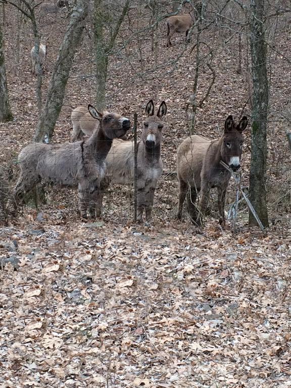 Brenda Lee History 2br Pool Hot Tub Apartment *