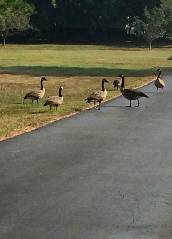 Brenda Lee History 2br Pool Hot Tub *