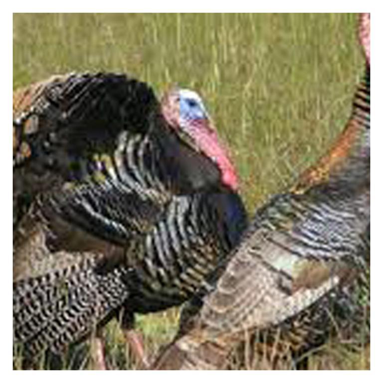 Apartment Brenda Lee History 2br Pool Hot Tub