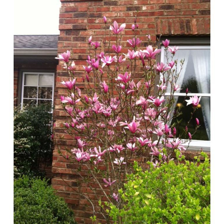 Brenda Lee History 2br Pool Hot Tub Apartment *