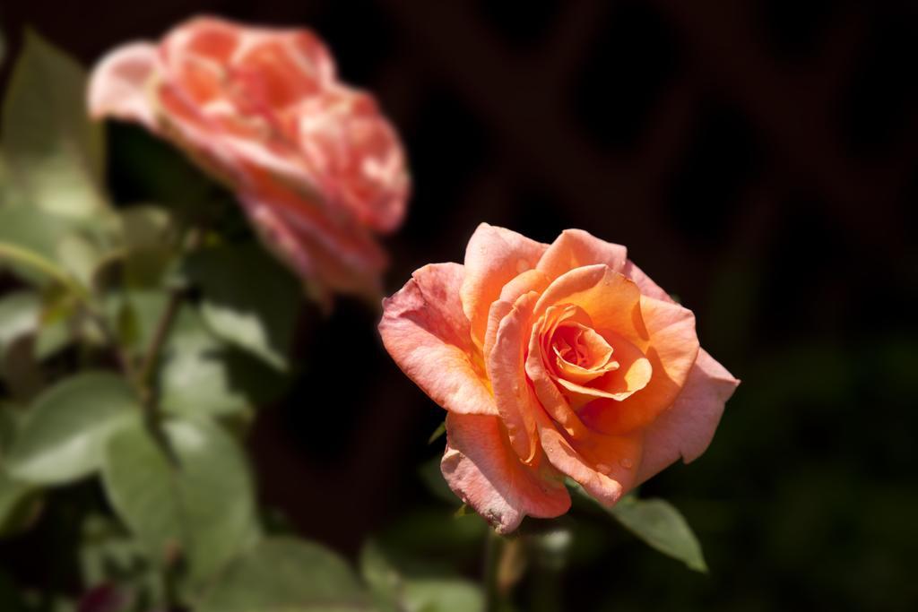 Brenda Lee History 2br Pool Hot Tub Nashville