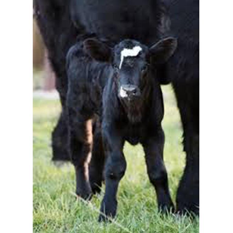 Brenda Lee History 2br Pool Hot Tub *